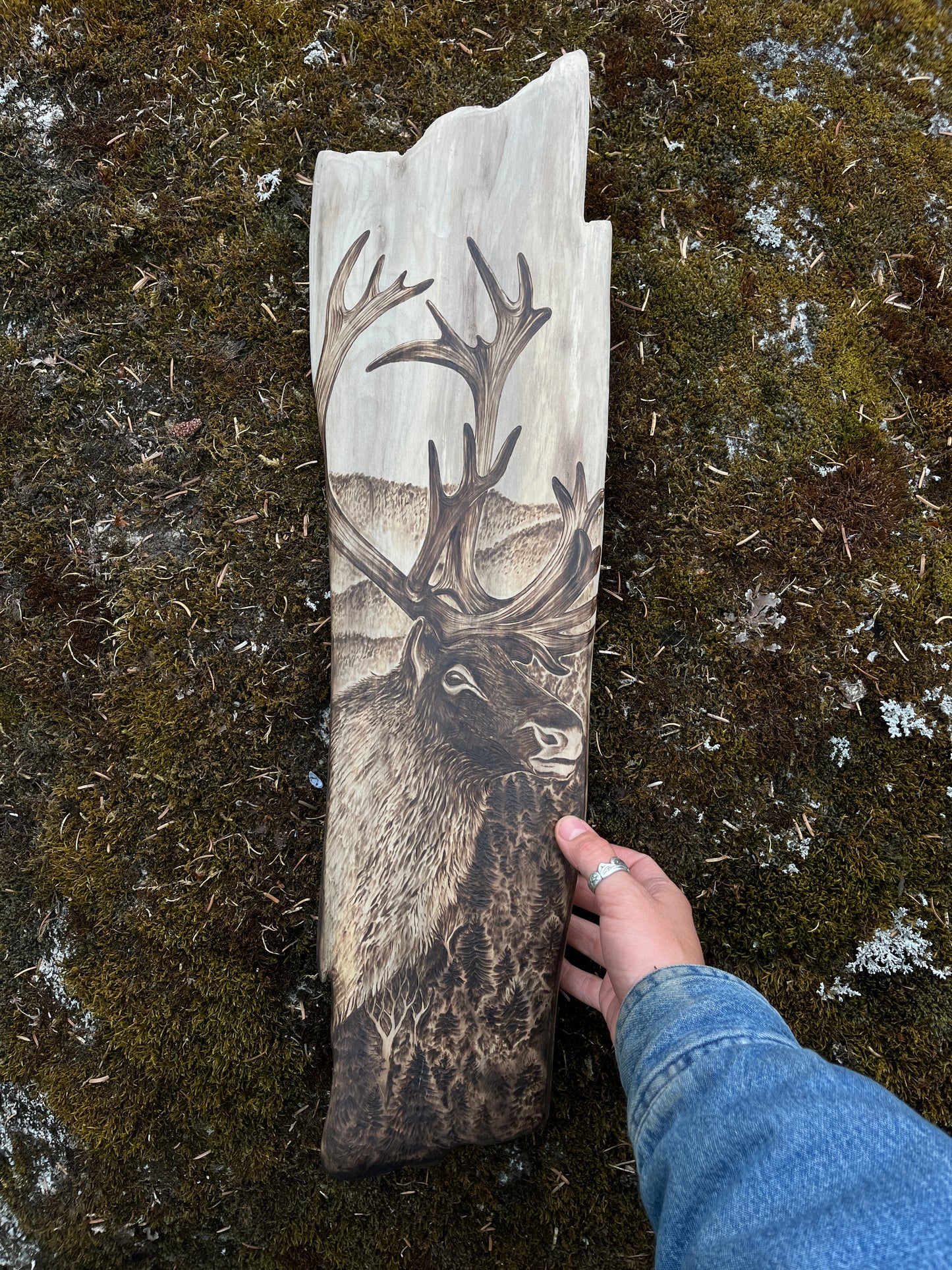 Carcross Caribou