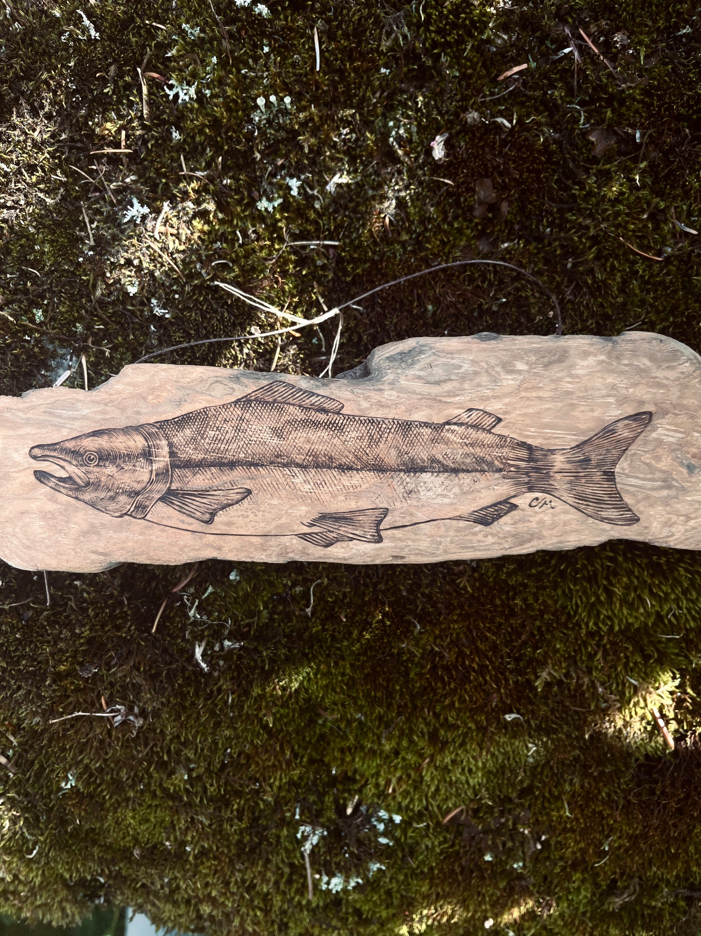 Sockeye Salmon