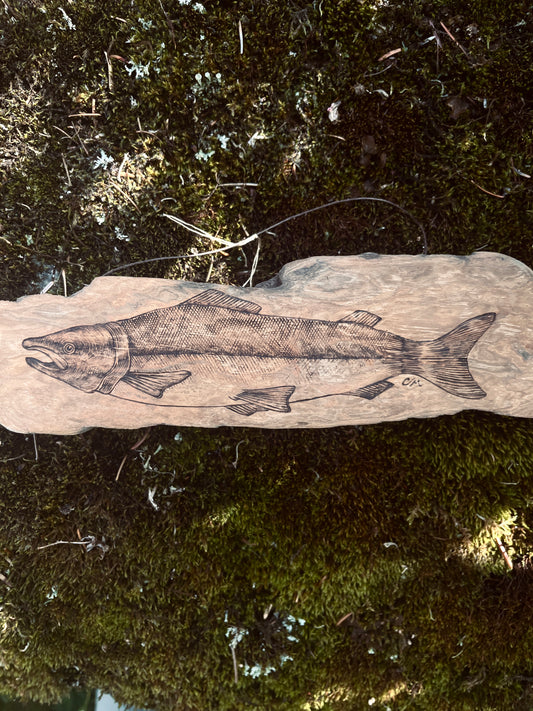 Sockeye Salmon